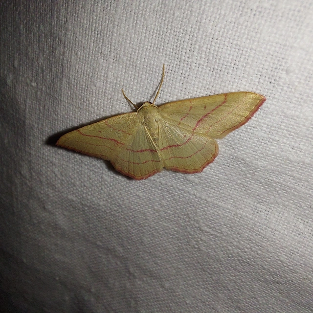 Rhodostrophia vibicaria - pirosszélű araszoló