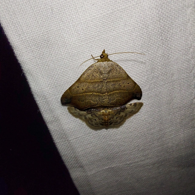 Laspeyria flexula - zuzmóbagoly