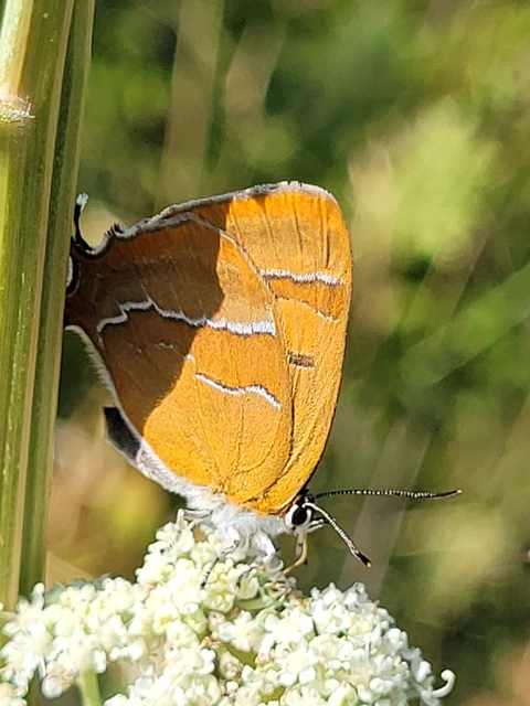 Thecla betulae - nyírfalepke