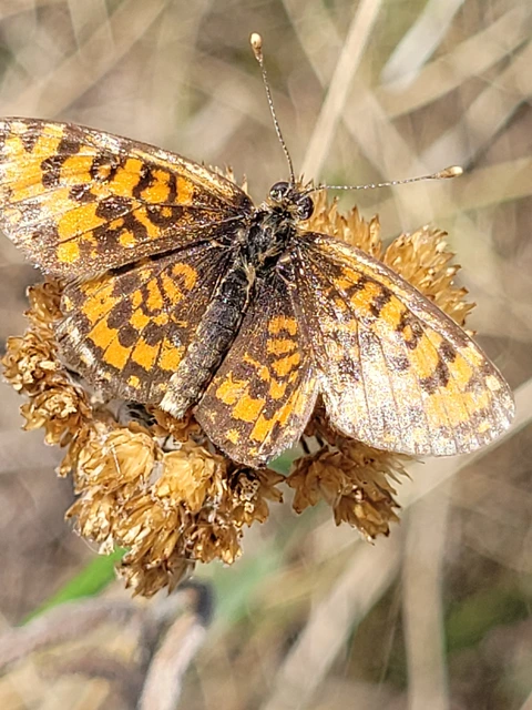 Melitaea trivia - kis tarkalepke