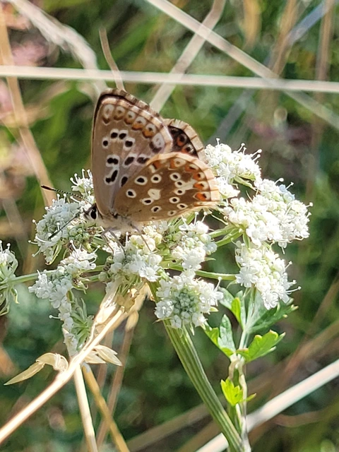 Polyommatus coridon - ezüstkék boglárka