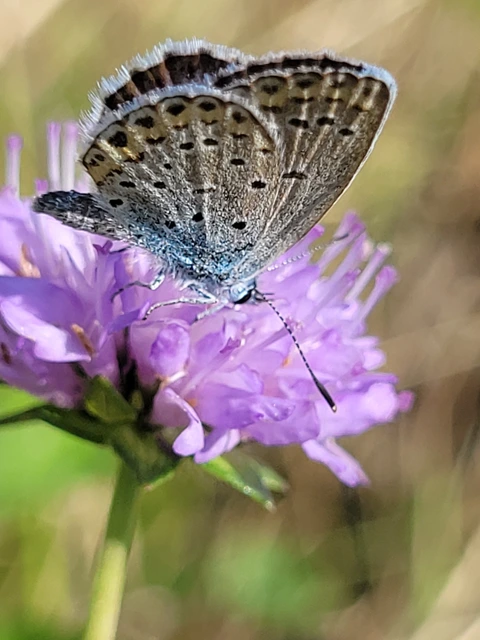 Plebejus argyrognomon - tintakék boglárka
