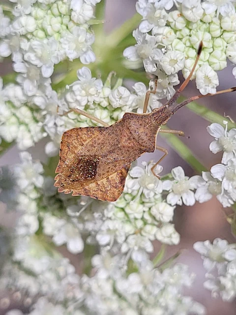 Syromastus rhombeus - vitorlás karimáspoloska
