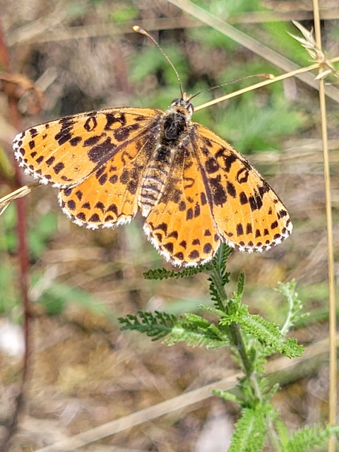 Melitaea didyma - tüzes tarkalepke