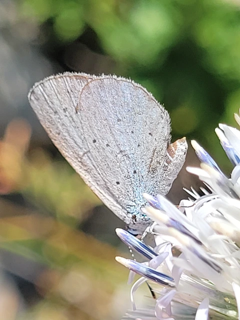 Celastrina argiolus - bengeboglárka