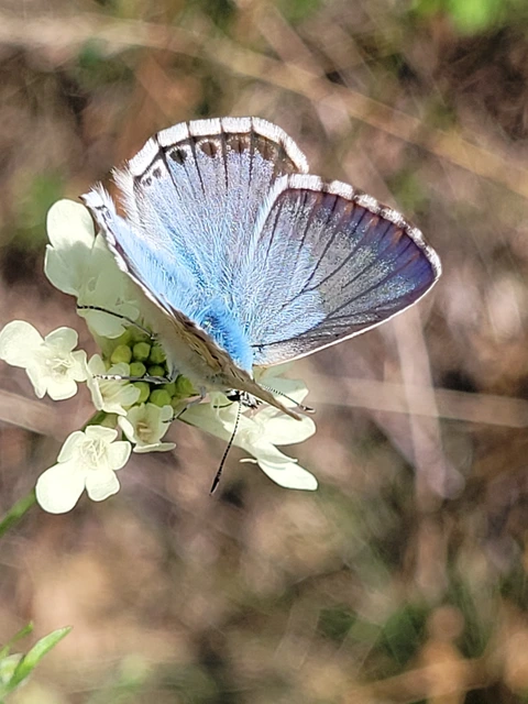 Polyommatus coridon - ezüstkék boglárka