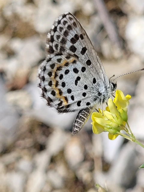 Scolitantides orion - szemes boglárka