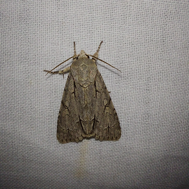 Acronicta cuspis/tridens/psi