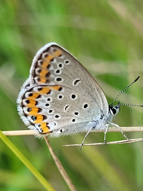 Plebejus argyrognomon - tintakék boglárka