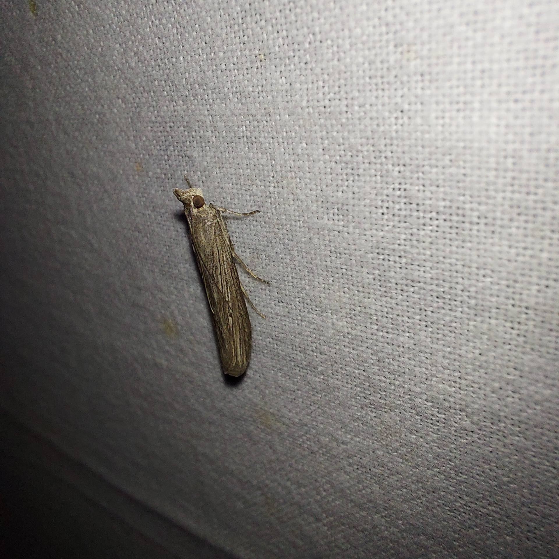 Epischnia prodromella - imolarágó karcsúmoly