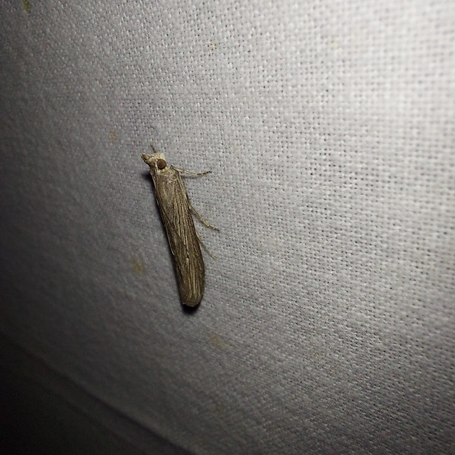 Epischnia prodromella - imolarágó karcsúmoly