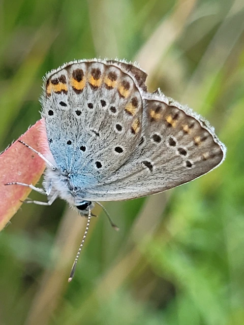 Plebejus argyrognomon - tintakék boglárka