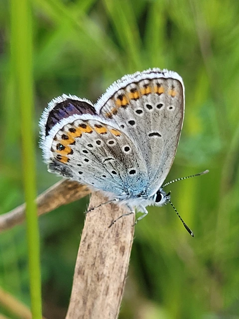 Plebejus argyrognomon - tintakék boglárka