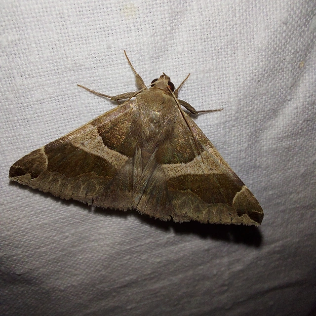 Dysgonia algira - déli porcelánbagoly