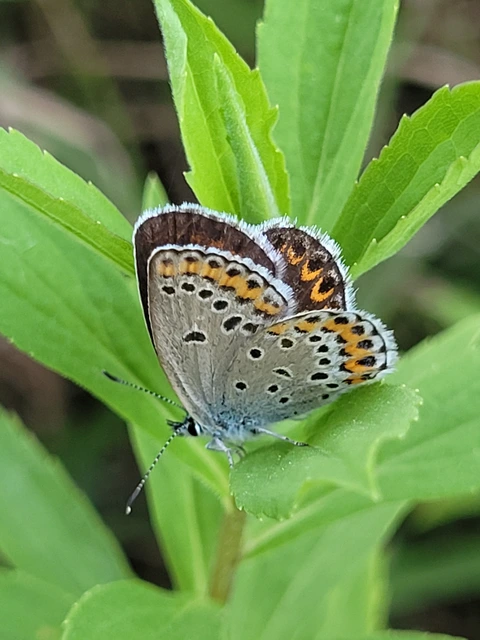 Plebejus argyrognomon - tintakék boglárka