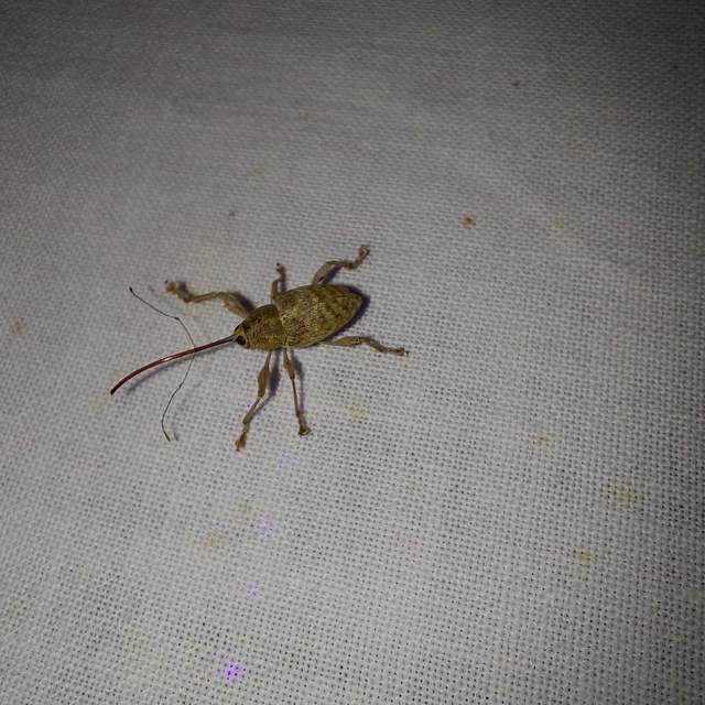 Curculio elephas - gesztenyezsuzsóka