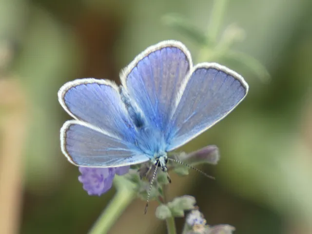 Polyommatus icarus - közönséges boglárka