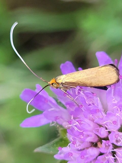 Nemophora metallica - fémszínű tőrösmoly
