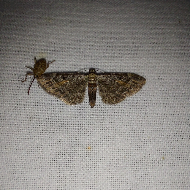 Eupithecia icterata - rozsdafoltos törpearaszoló