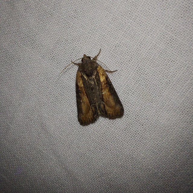 Bryophila raptricula/felina