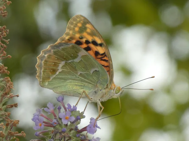 Argynnis pandora - zöldes gyöngyházlepke