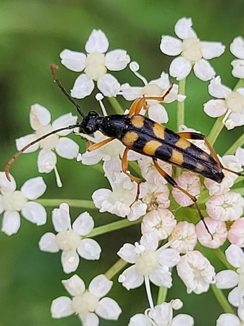 Strangalia attenuata - nyurgacincér