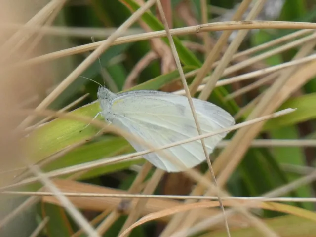 Pieris rapae - répalepke