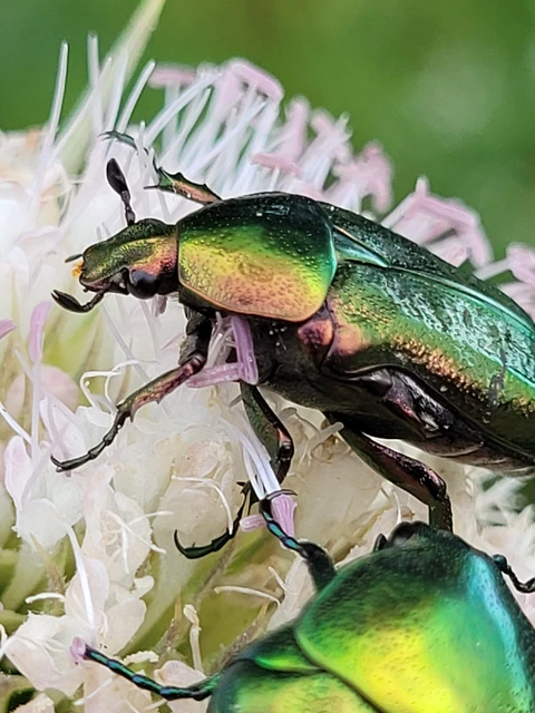 Cetonia aurata - aranyos virágbogár