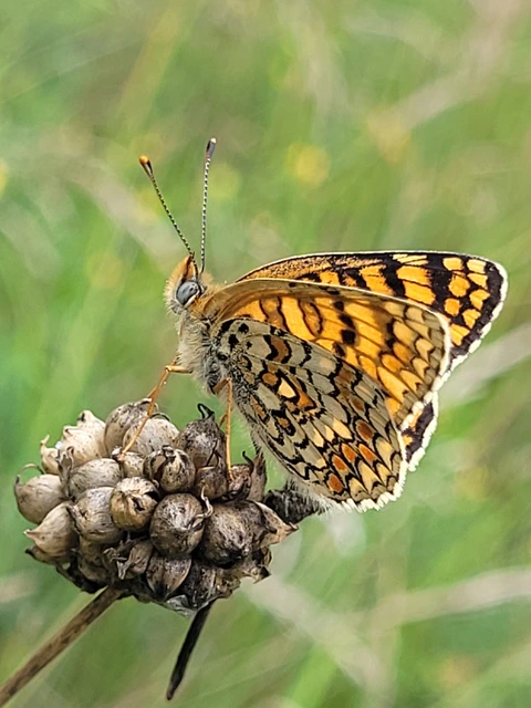 Melitaea phoebe - nagy tarkalepke