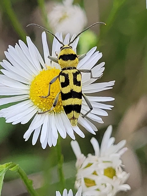 Chlorophorus varius - díszes darázscincér Chlorophorus varius - díszes darázscincér