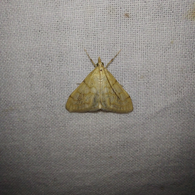 Sitochroa verticalis - világossárga dudvamoly