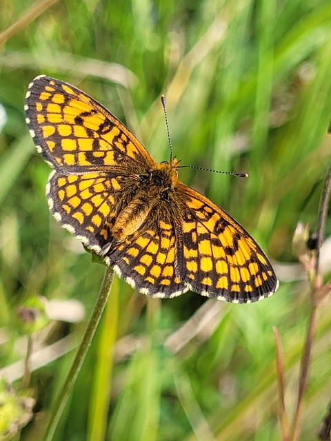 Melitaea athalia - közönséges tarkalepke