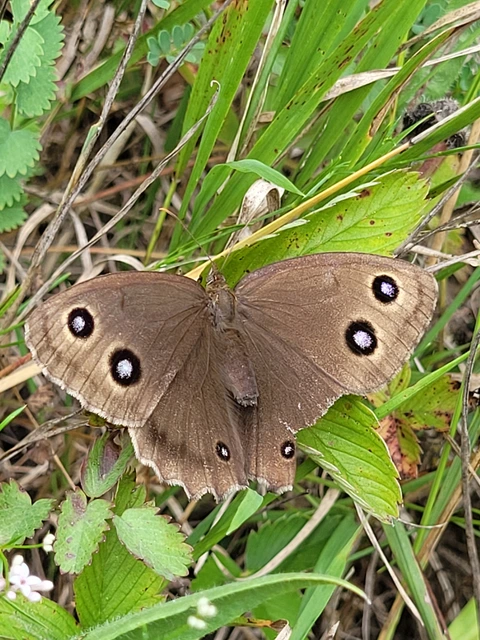 Minois dryas - fekete szemeslepke