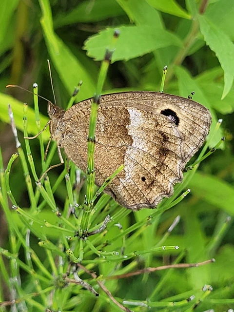 Minois dryas - fekete szemeslepke