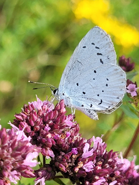 Celastrina argiolus - bengeboglárka