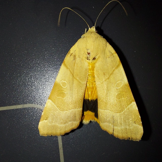 Noctua fimbriata - szélessávú sárgafűbagoly