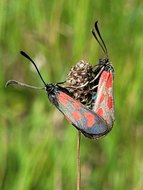 Zygaena loti - közönséges csüngőlepke