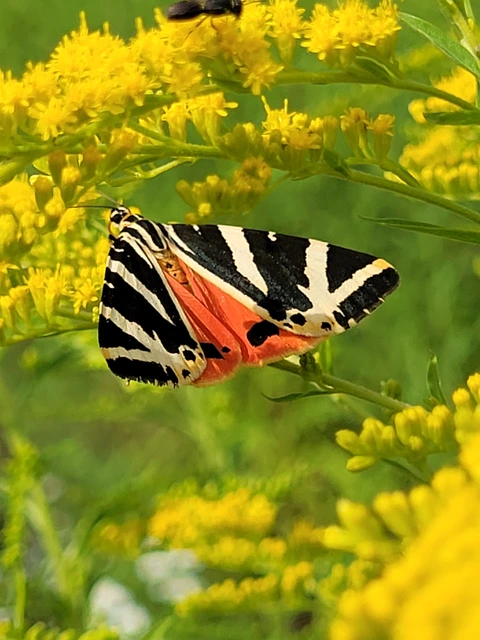 Euplagia quadripunctaria - csíkos medvelepke