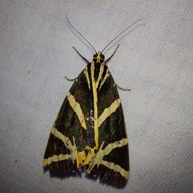 Euplagia quadripunctaria - csíkos medvelepke