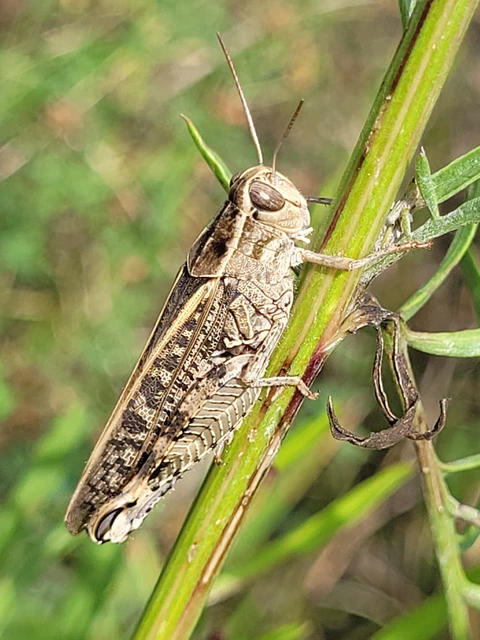 Calliptamus italicus - olaszsáska