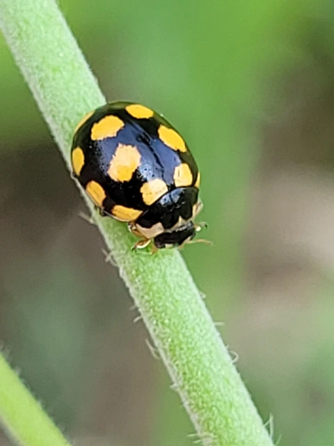 Coccinula quatuordecimpustulata - feketesárga katóka