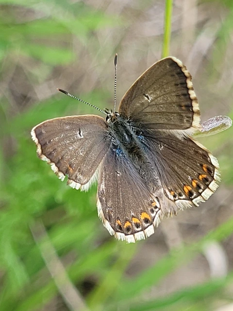 Polyommatus coridon - ezüstkék boglárka