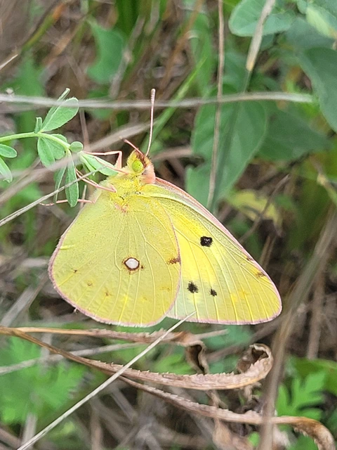 Colias erate - csángó-kéneslepke
