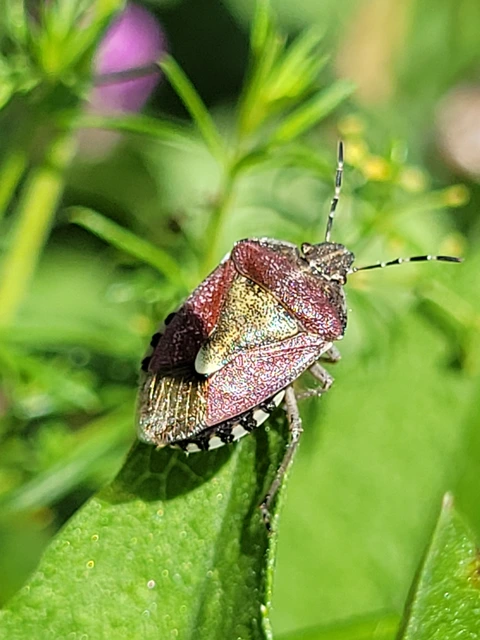 Dolycoris baccarum - közönséges bogyómászó-poloska Dolycoris baccarum - közönséges bogyómászó-poloska