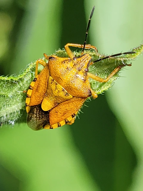 Carpocoris Carpocoris