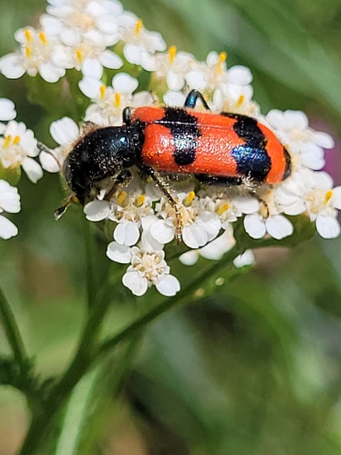 Trichodes apiarius - szalagos méhészbogár