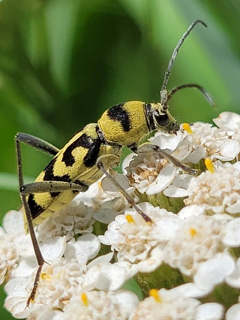 Chlorophorus varius - díszes darázscincér Chlorophorus varius - díszes darázscincér