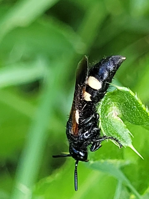 Scoliidae - tőrösdarazsak