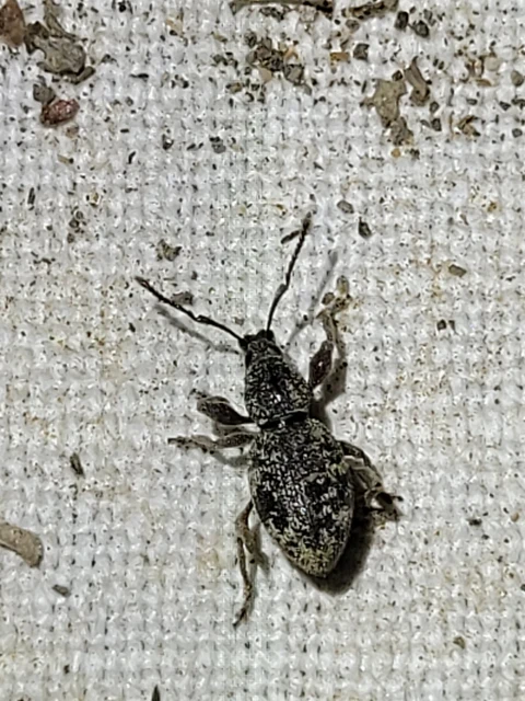 Otiorhynchus fullo - aranypikkelyes gyalogormányos