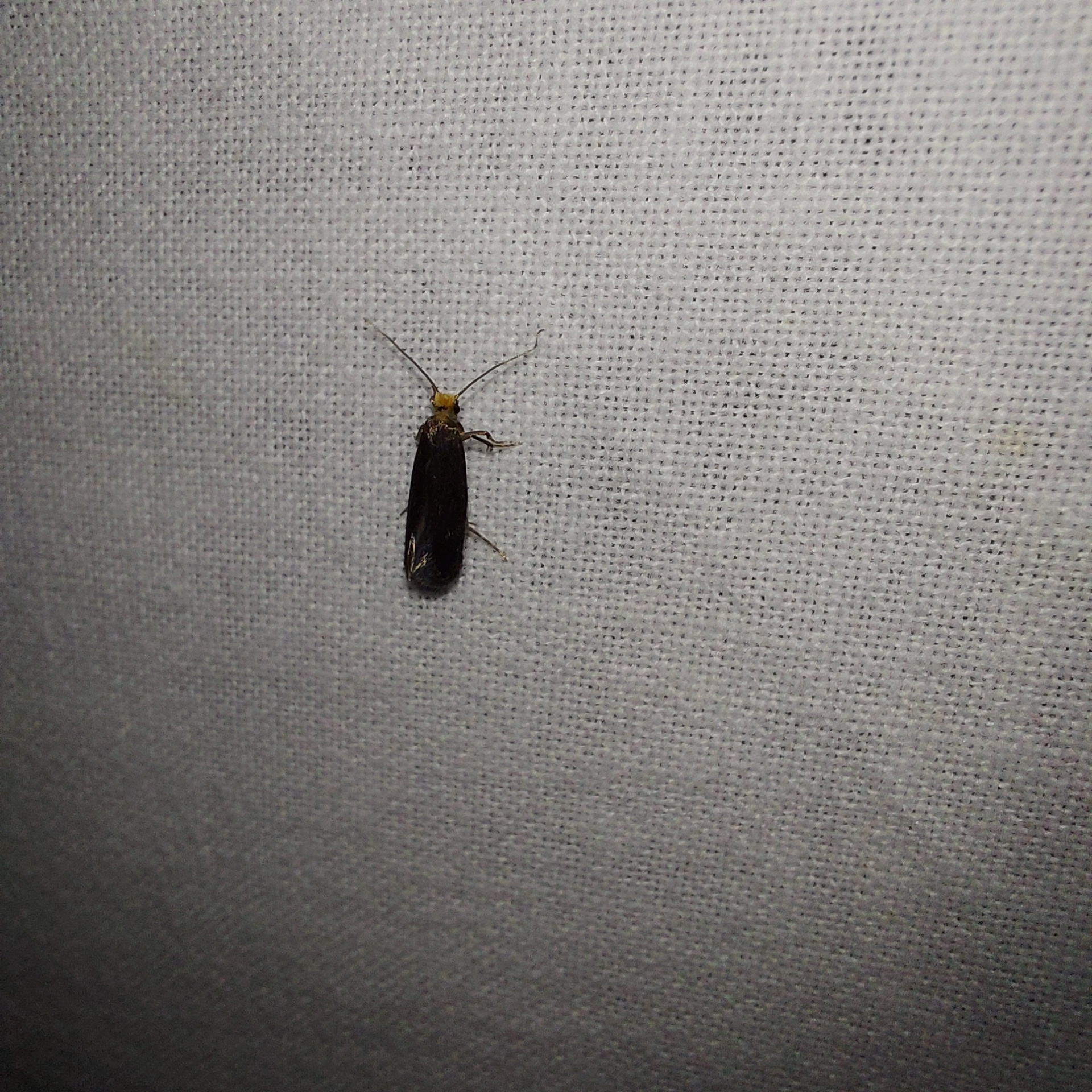 Roeslerstammia erxlebella - zöldes bronzmoly